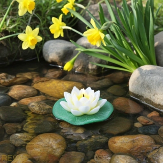 Svíčka leknín - velký květ